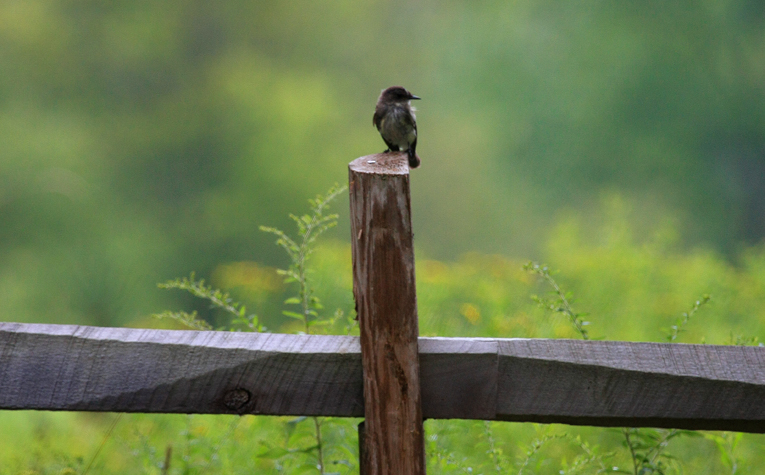 Eastern Phoebe