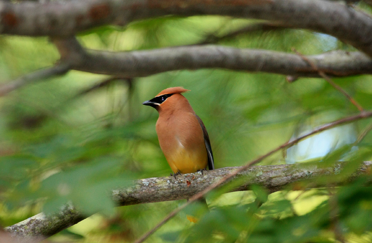 Cedar Waxwing