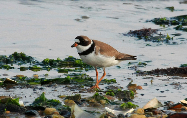 Semi-palmated Plover