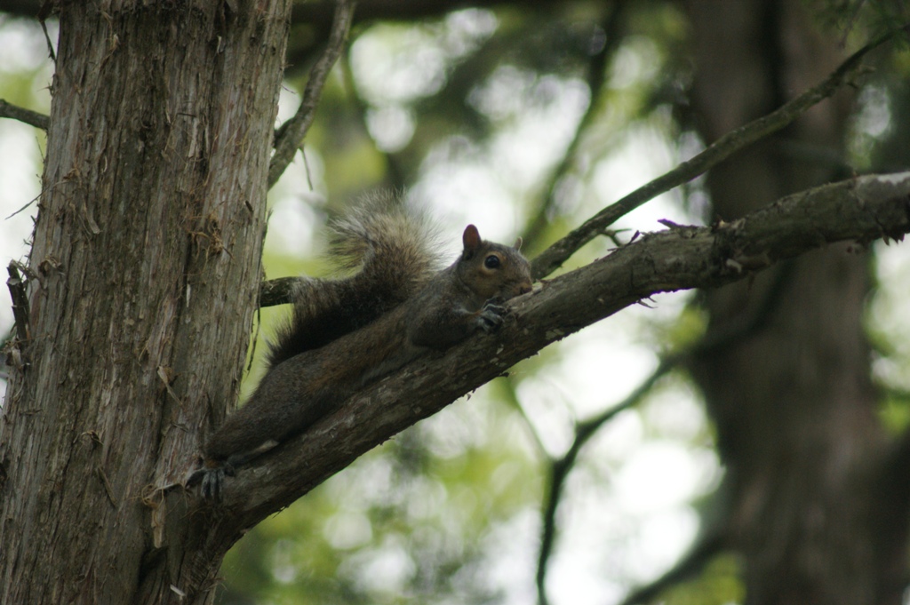 terrified squirrel.JPG