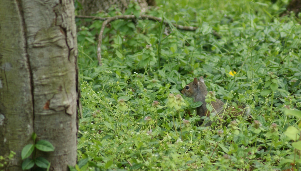 DSC02229.JPG