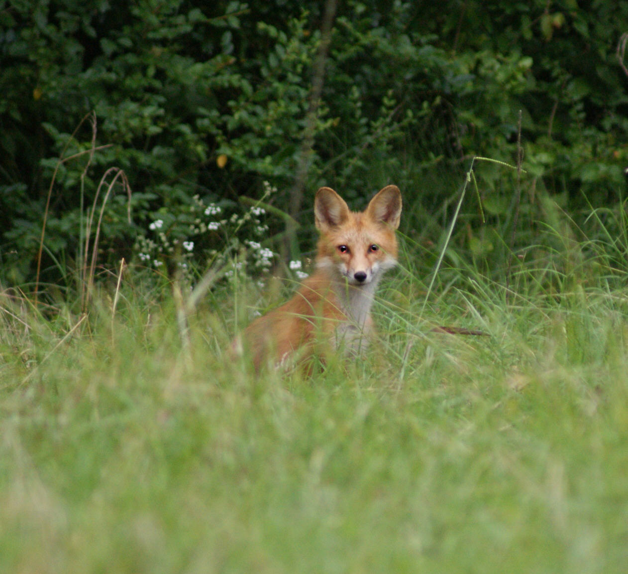 Mr. Fox