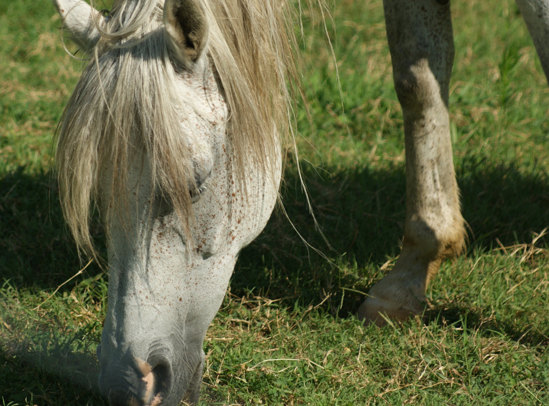 white brown