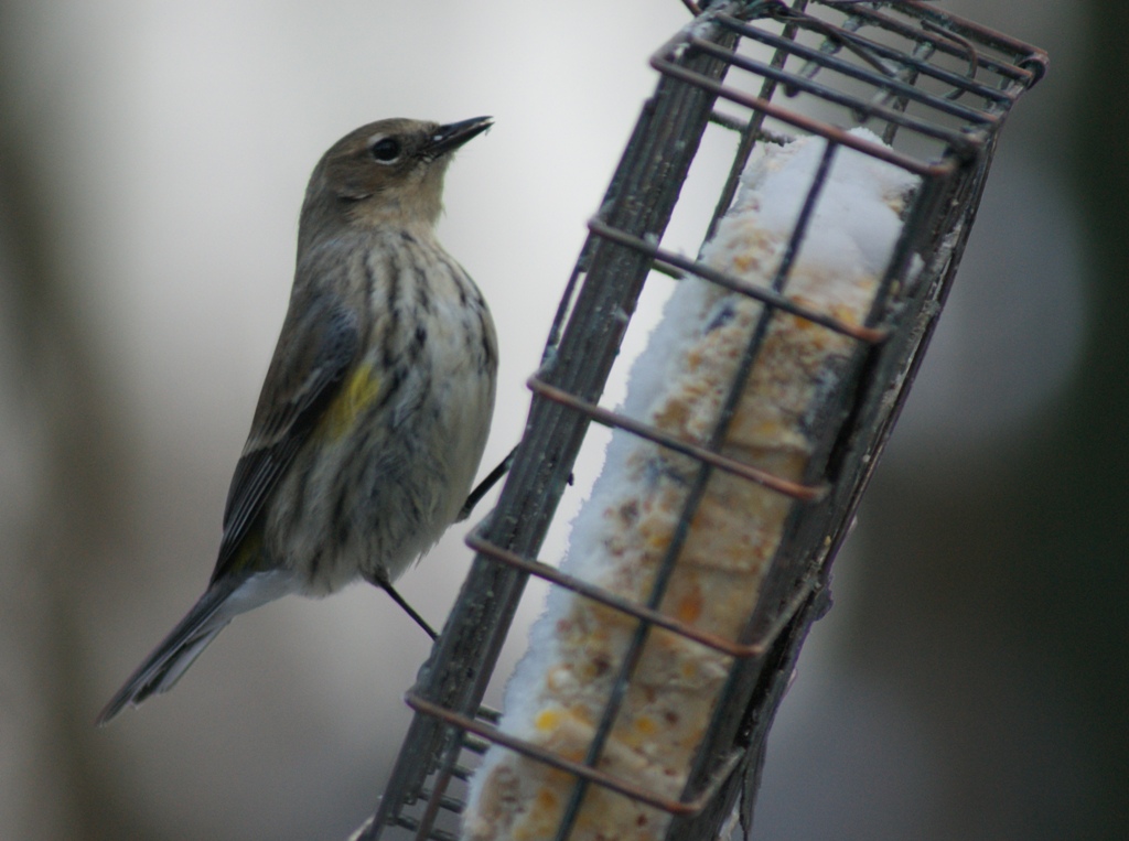 Yellow Rumped Warbler