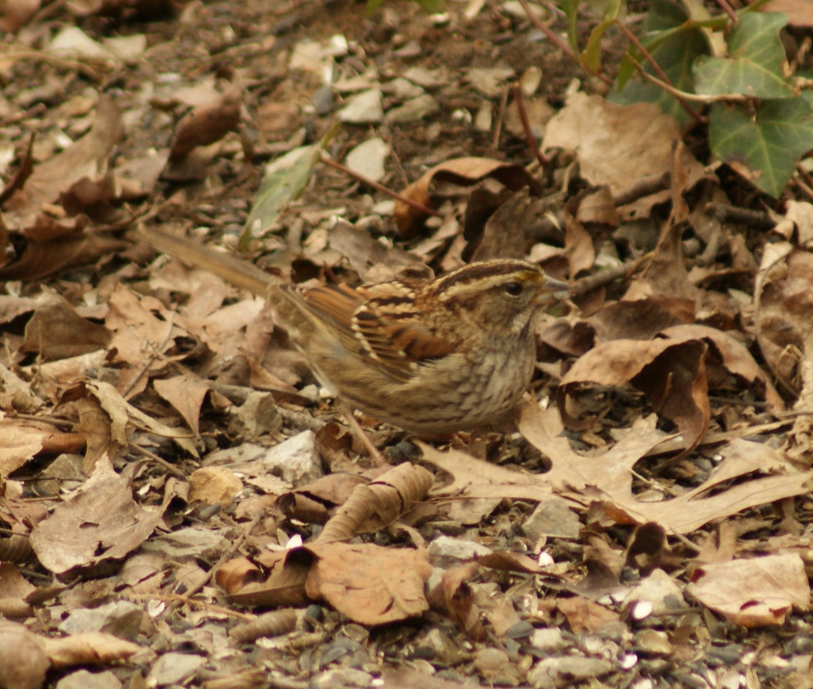 sparrow