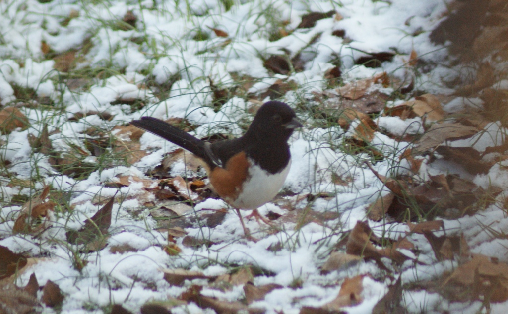 towhee