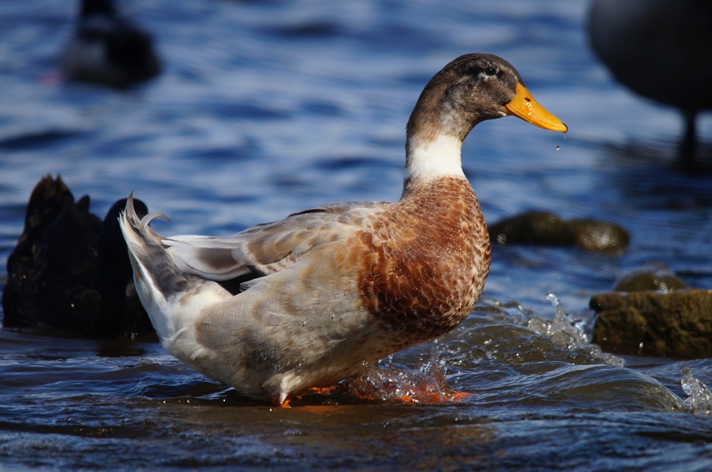 Hybrid duck