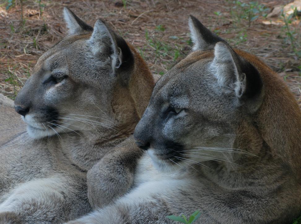 Flordia Panther