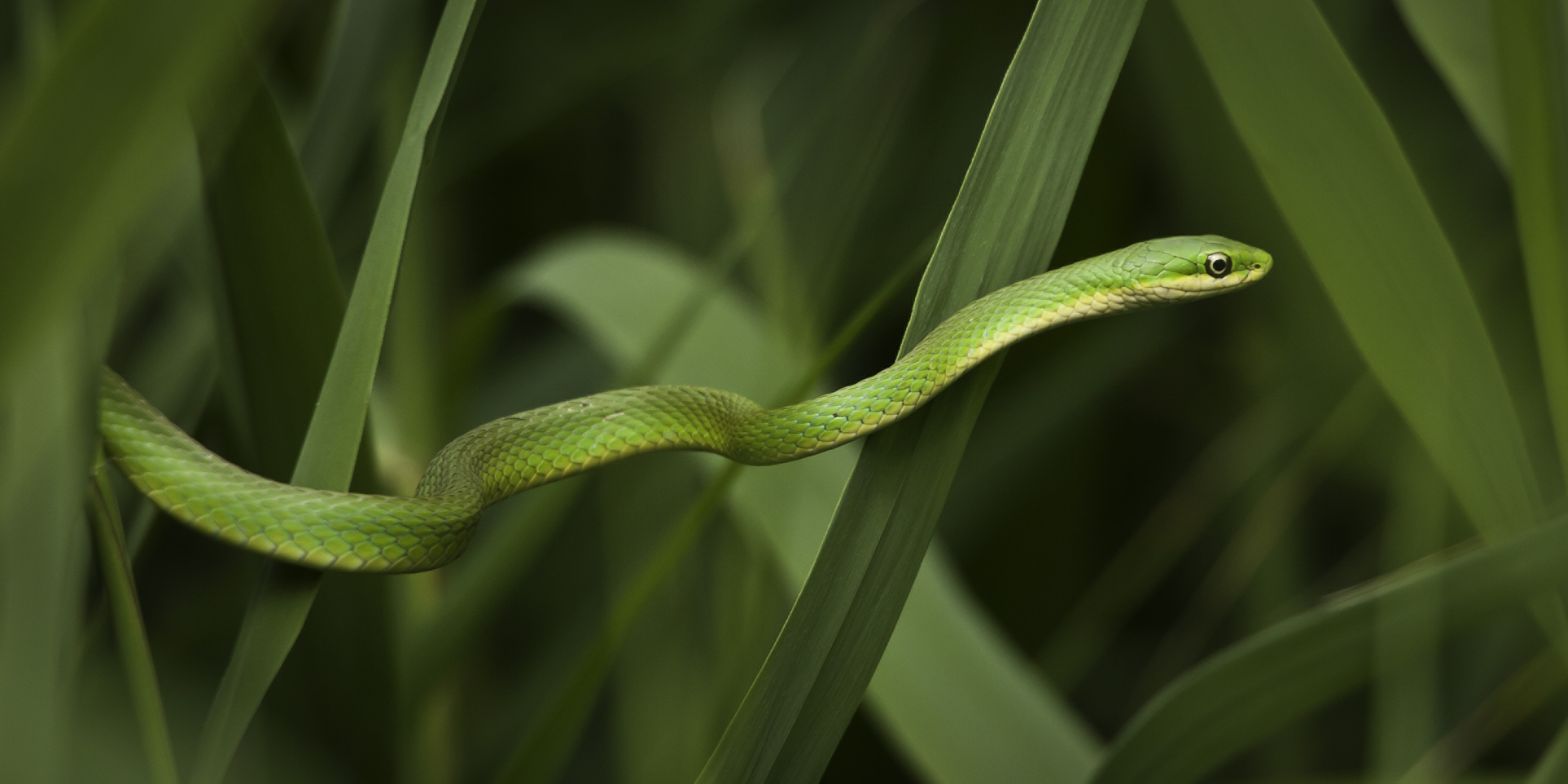 Grass Snake.tif