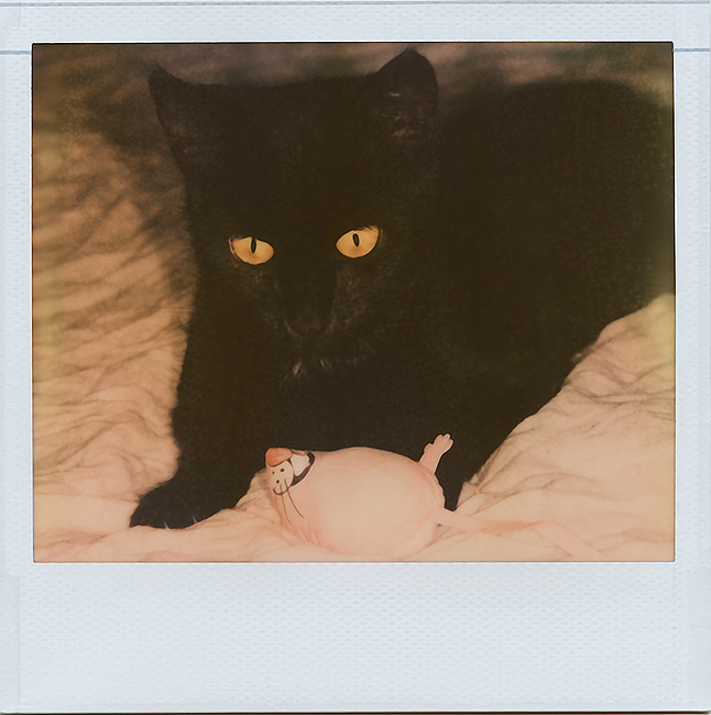 Taming the Panther