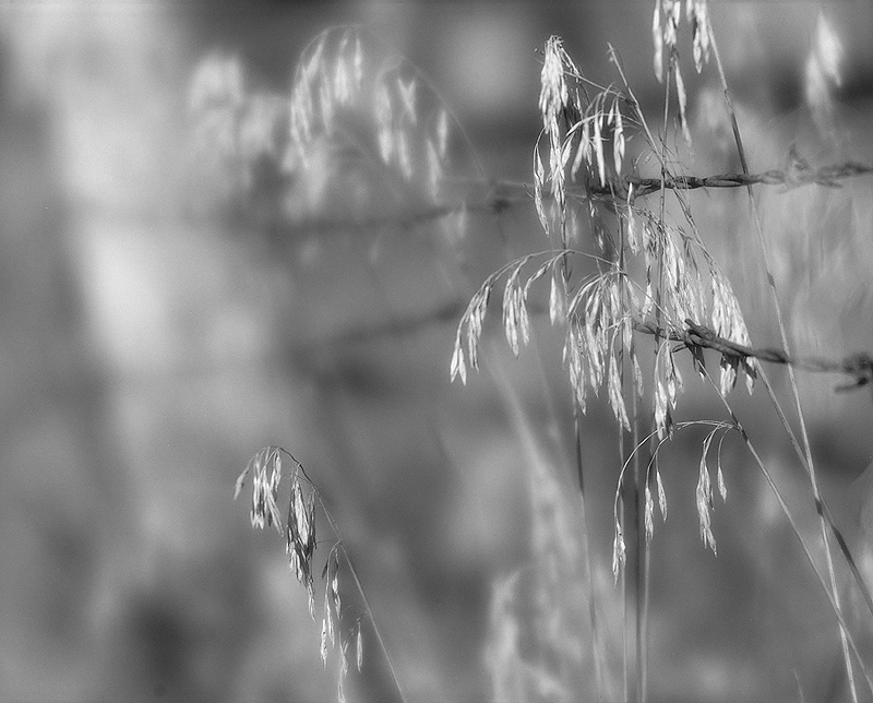 Grass on Barbed Wire