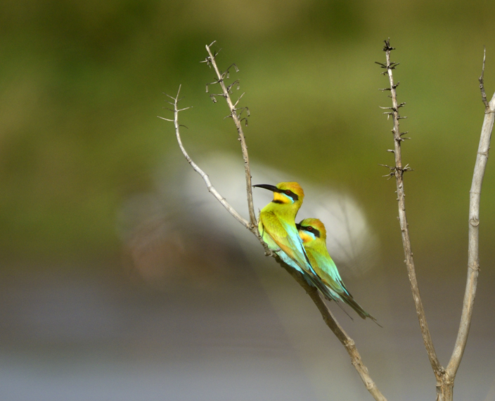 two close bee eaters.jpg
