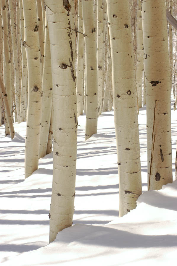 Aspens and Snow, Wasatch Range, UT   DSC_6551.jpg