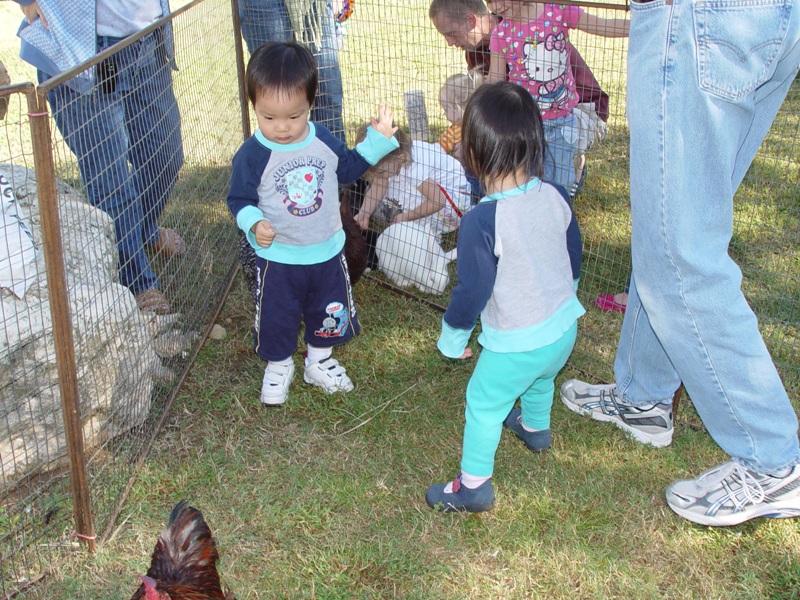 秋季園遊會, 小小動物園