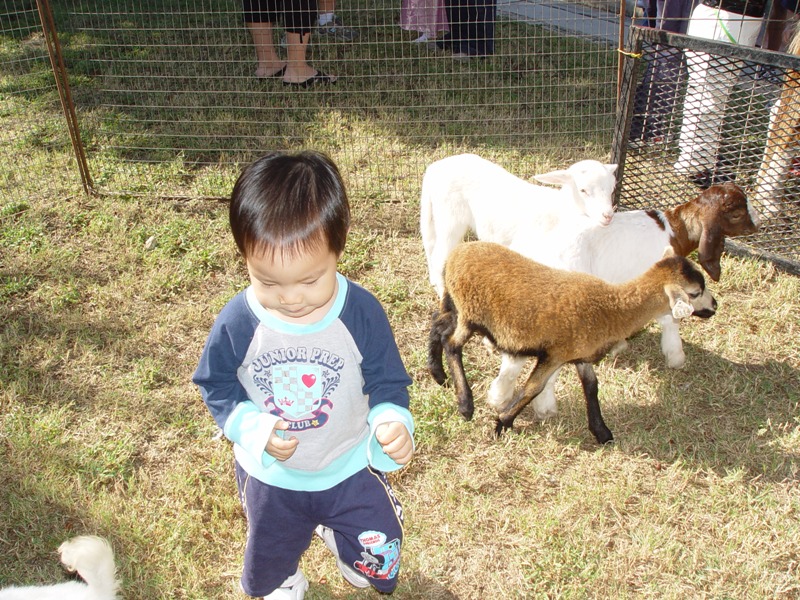 秋季園遊會, 聚聚不敢摸小動物