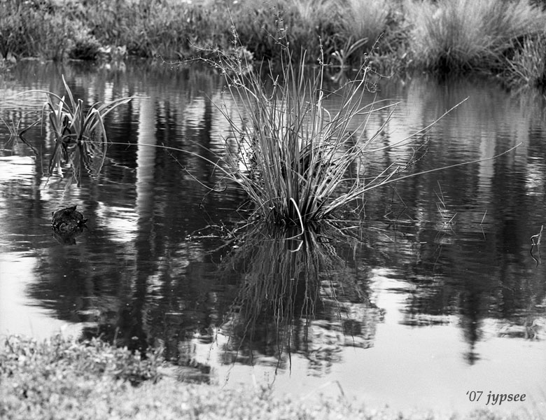 pond bouquet