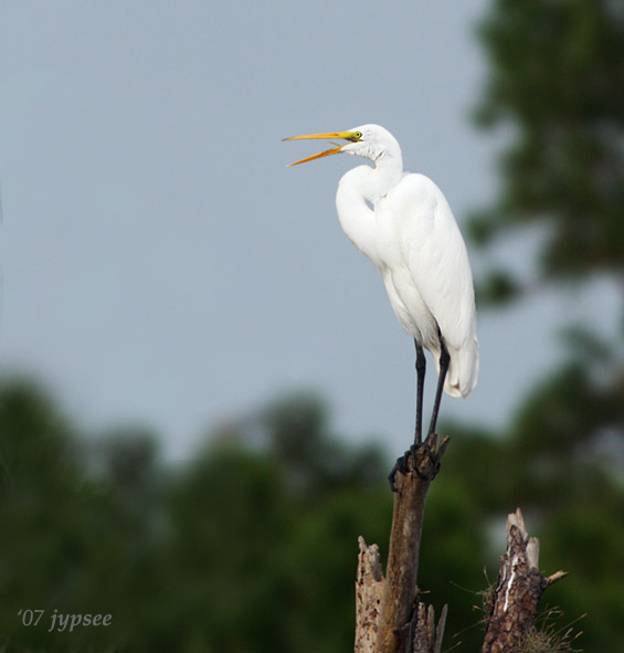 great egret with tongue displayed