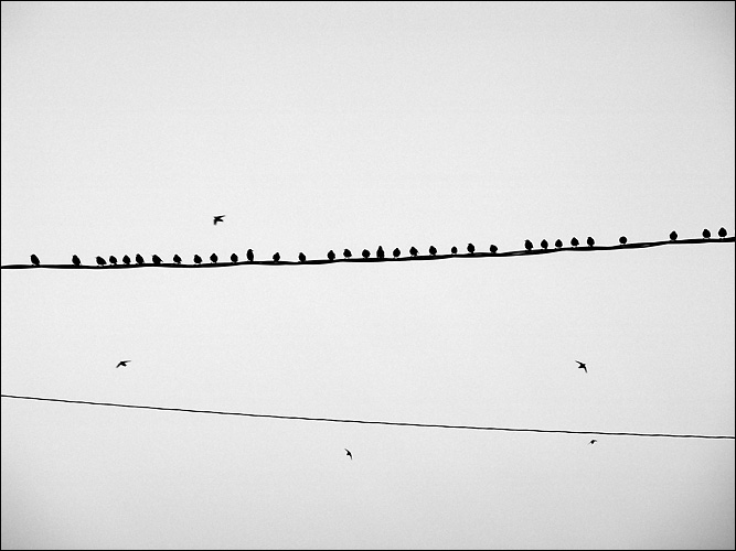 Birds