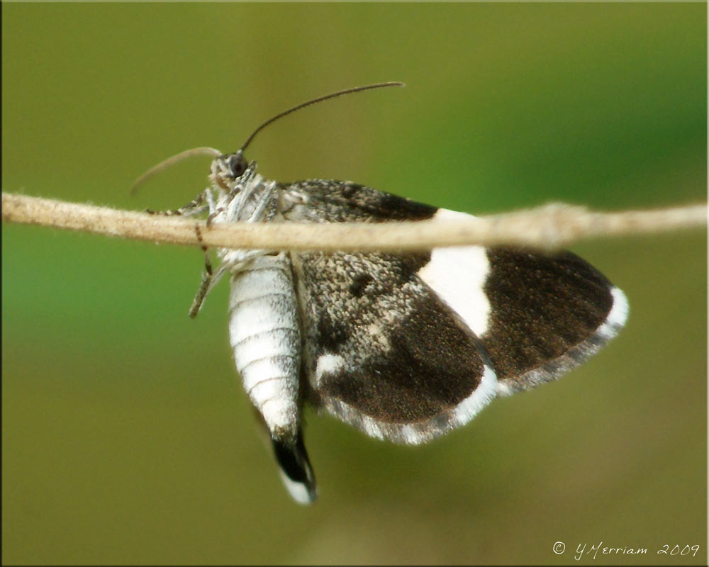 White-striped Black Moth - Trichodezia albovittata - Hodges #7430