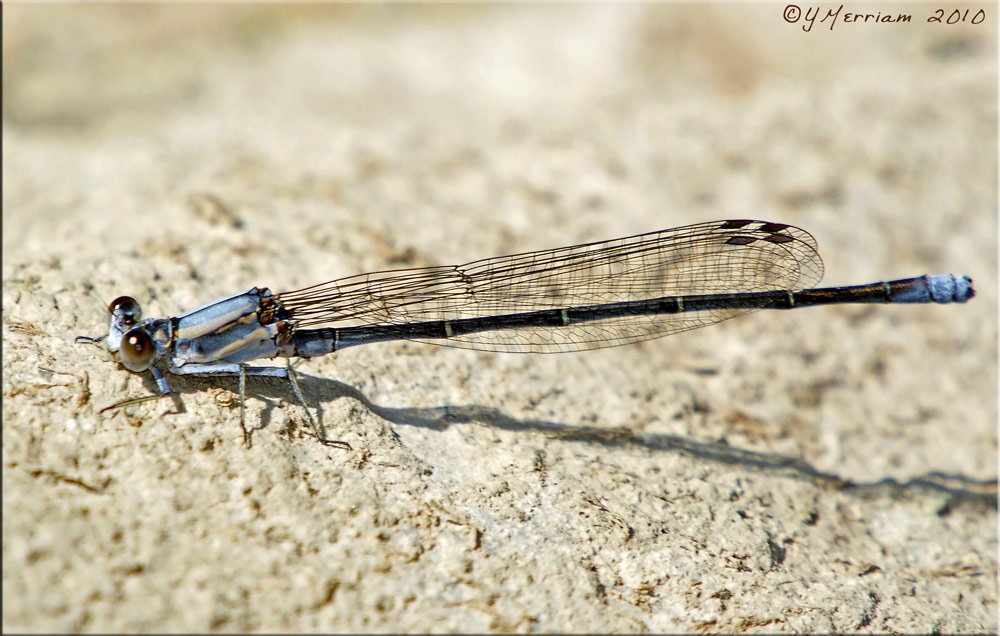 Powdered Dancer Male ~ Argia moesta