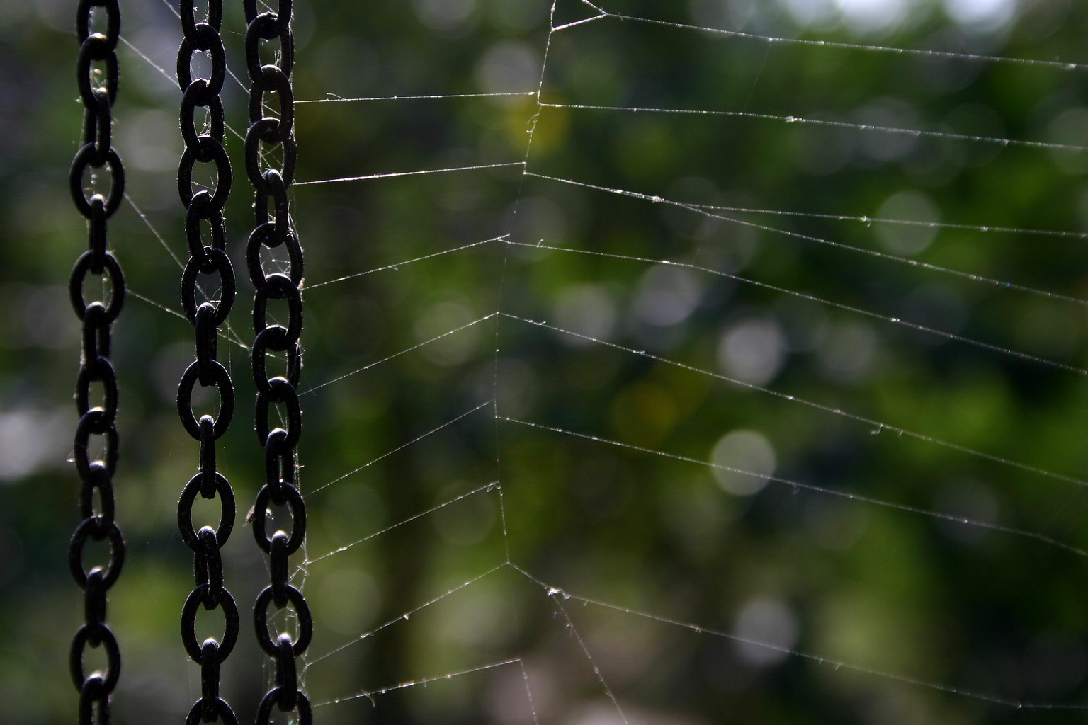 Spider web