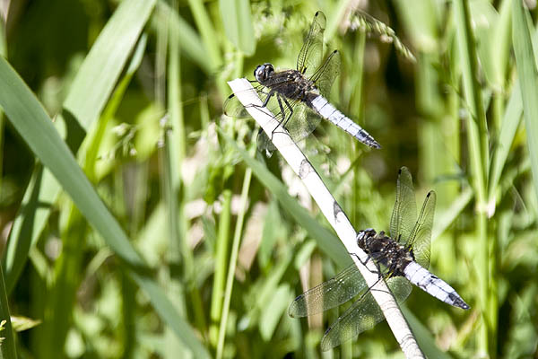 2 Scarce Chasers