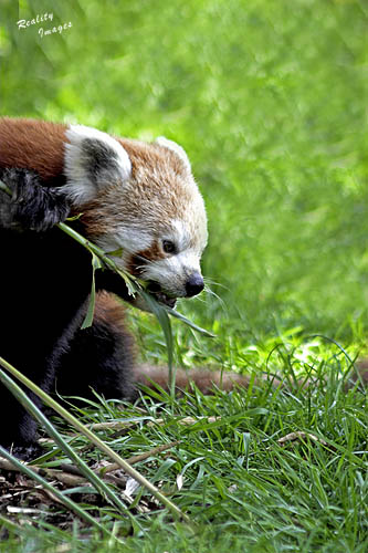 Red Panda Ailurus fulgens [1]