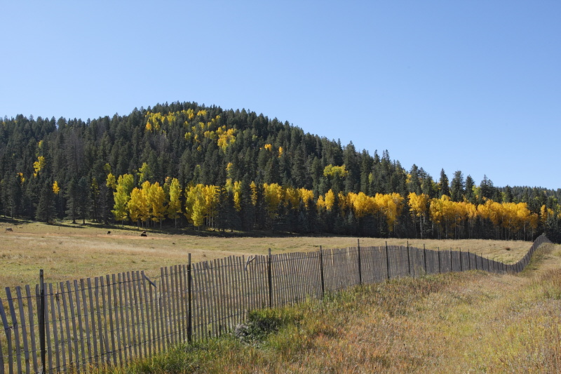 (7327) Fence Line