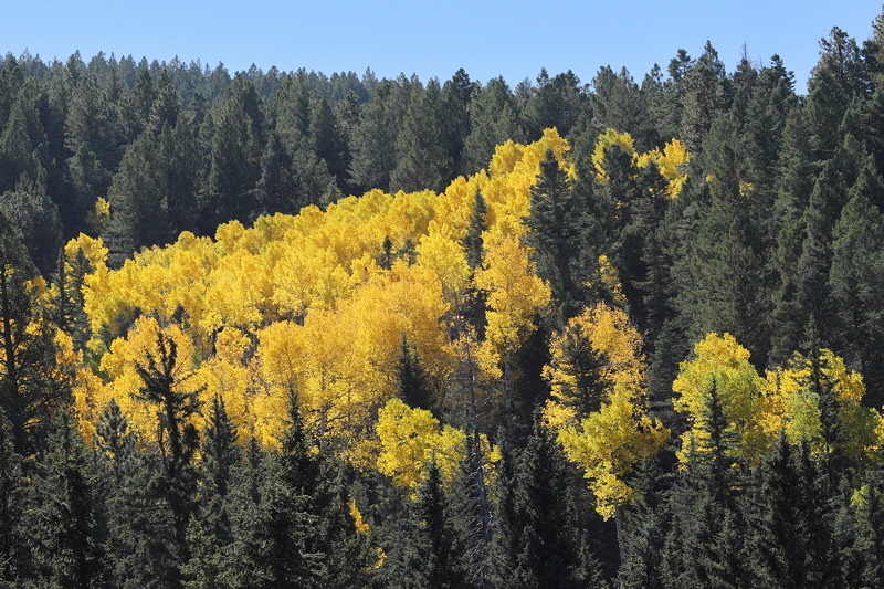 (7333) Aspen Clump