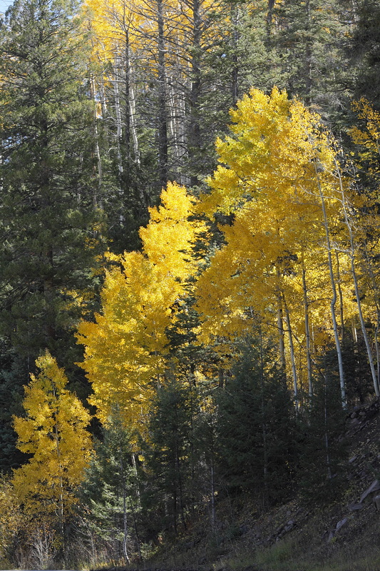 (7343) Aspens on the Hillside