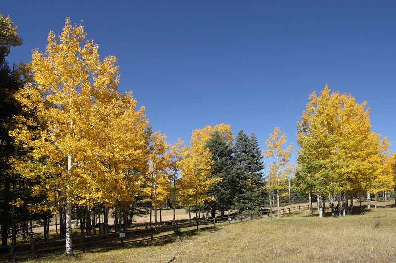 (7347) Fence Line