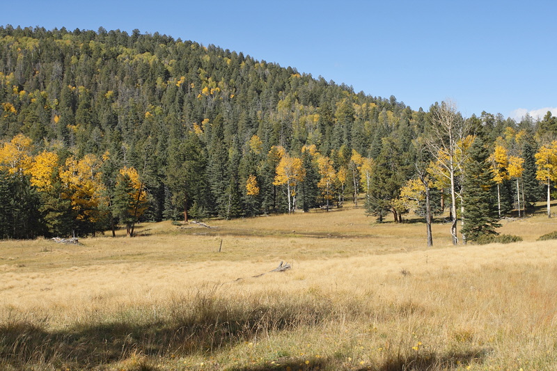 (7353) Meadow with Pond