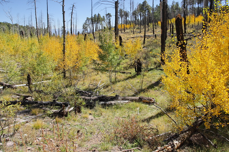 (7359) Cerro Grande Fire Recovery