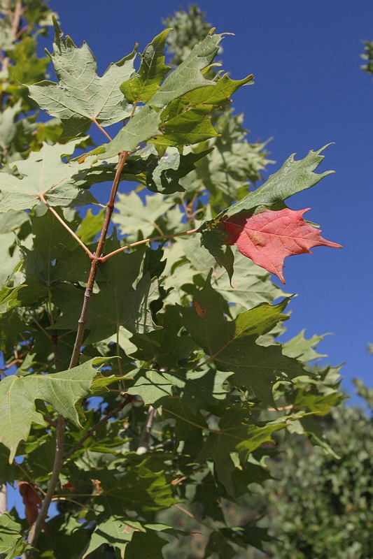 Big Tooth Maple #108 (9954)