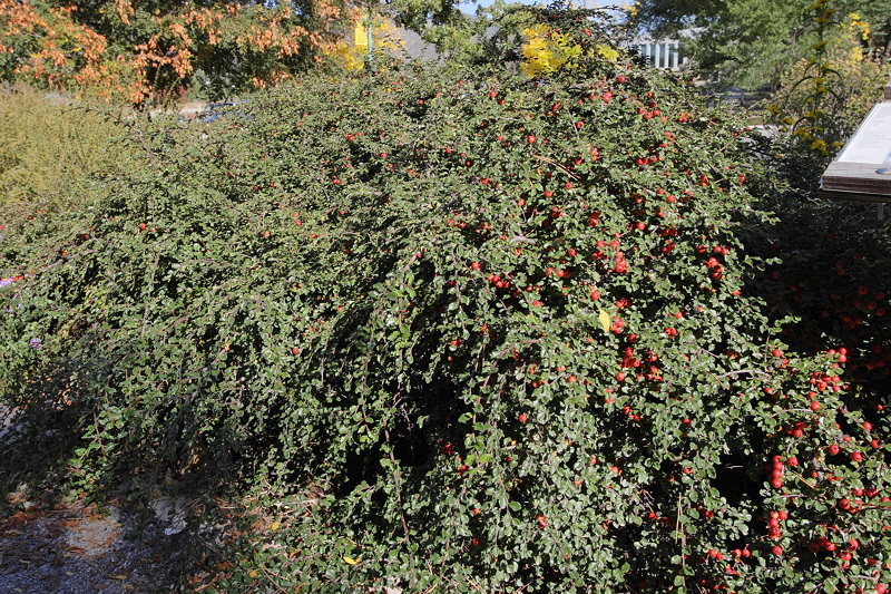 Creeping Cotoneaster #410 (9909)