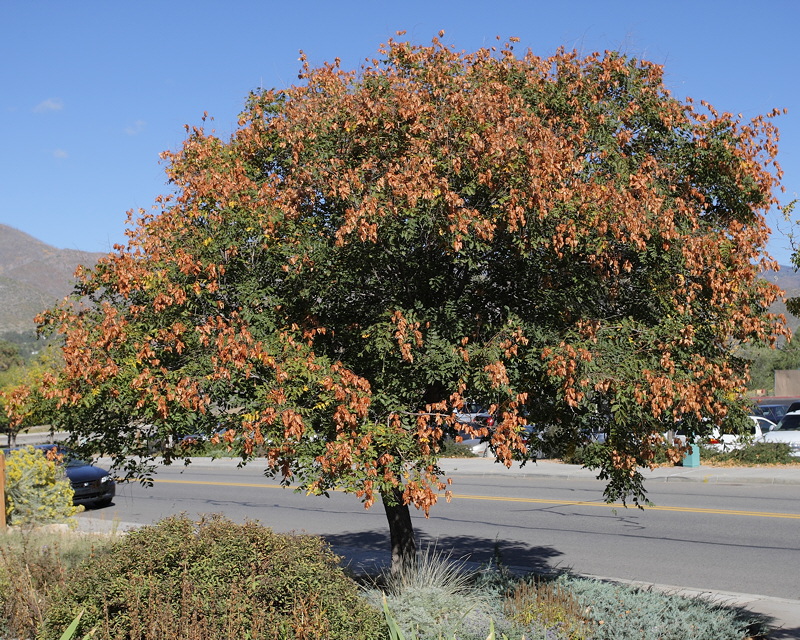 Golden Rain Tree #102 (9911)