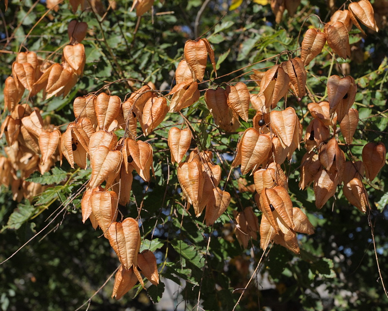 Golden Rain Tree Seedpods #102 (9914)