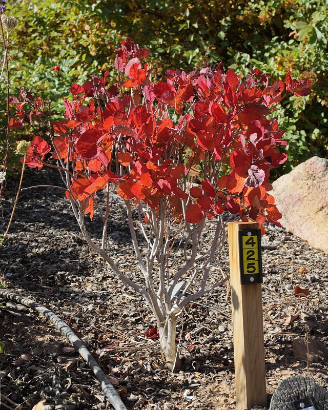 Royal Purple Smoke Tree #425 (9907)