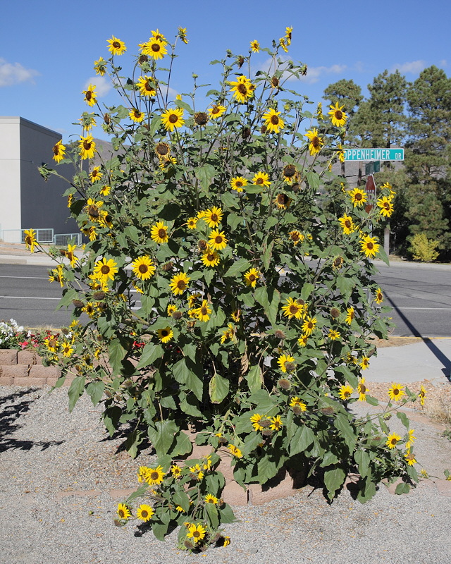 Sunflower (9924)