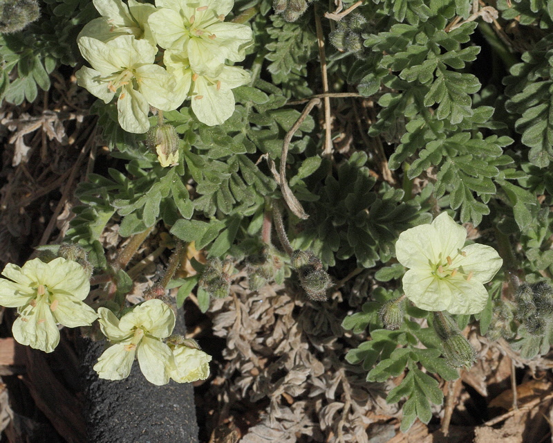 Yellow Storksbill #777 (7359)