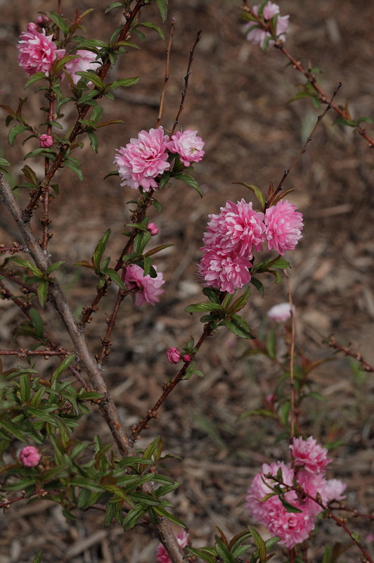 Dwarf Pink Flowering Almond #414 [2009] (7485)