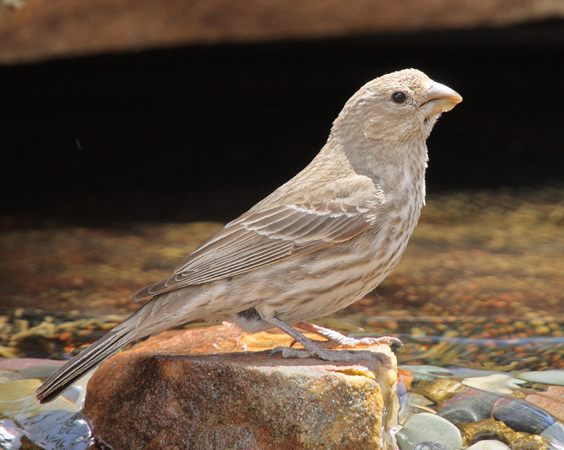 Female House Finch (7742)