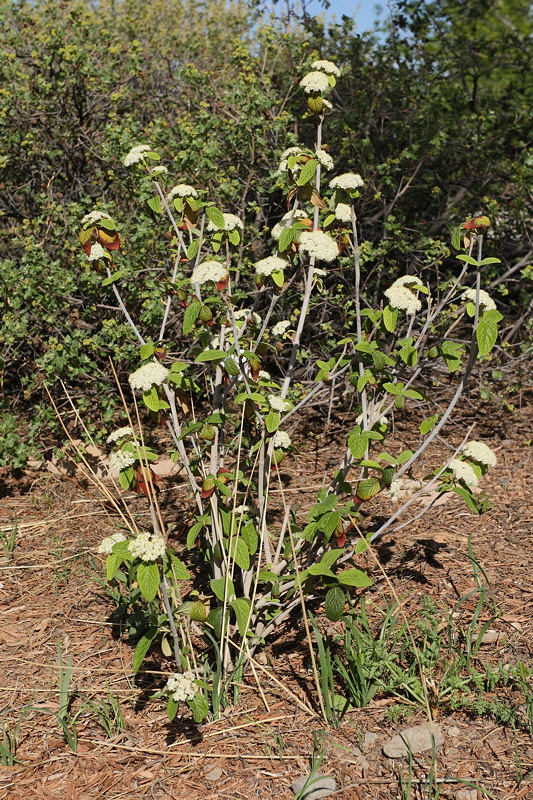 Alleghany Leatherleaf Viburnum #408 (8004)