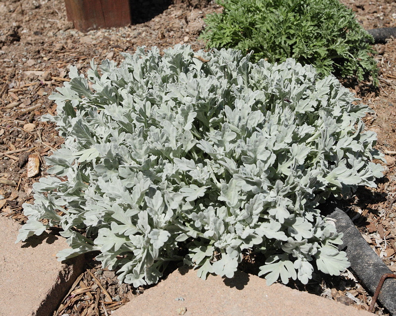 artemisia silver brocade artemisia silver brocade