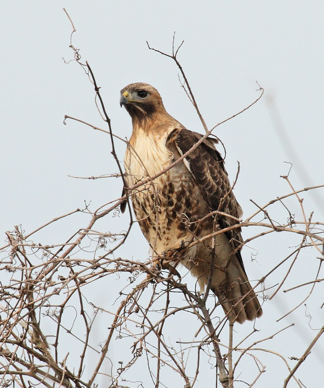 Red-Tailed Hawk (1414)