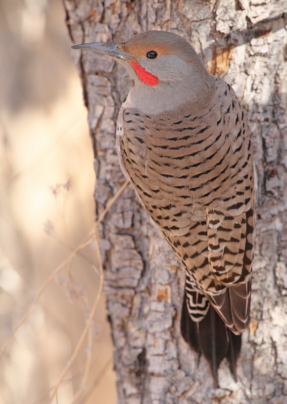 Red-Shafted Northern Flicker #2303