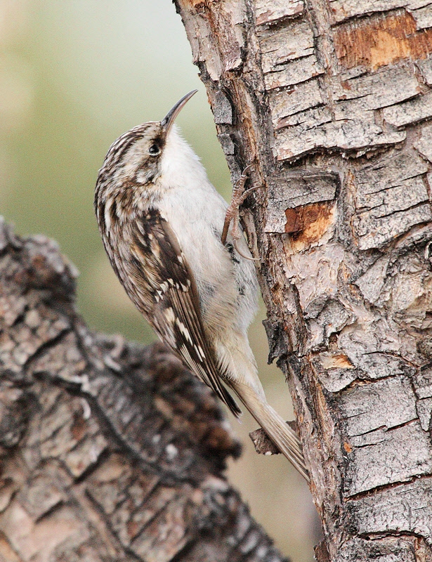 Brown Creeper #2654