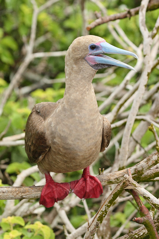 Red-footed Booby (Galapagos, Genovesa Island) #6548