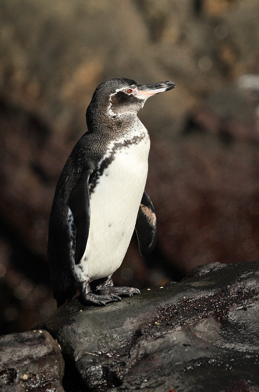 Galapagos Penguin (Isabela Island) #6886