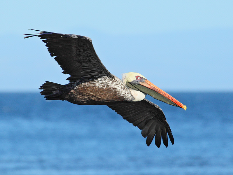 Brown Pelican (Galapagos, Santiago Island)  #7464